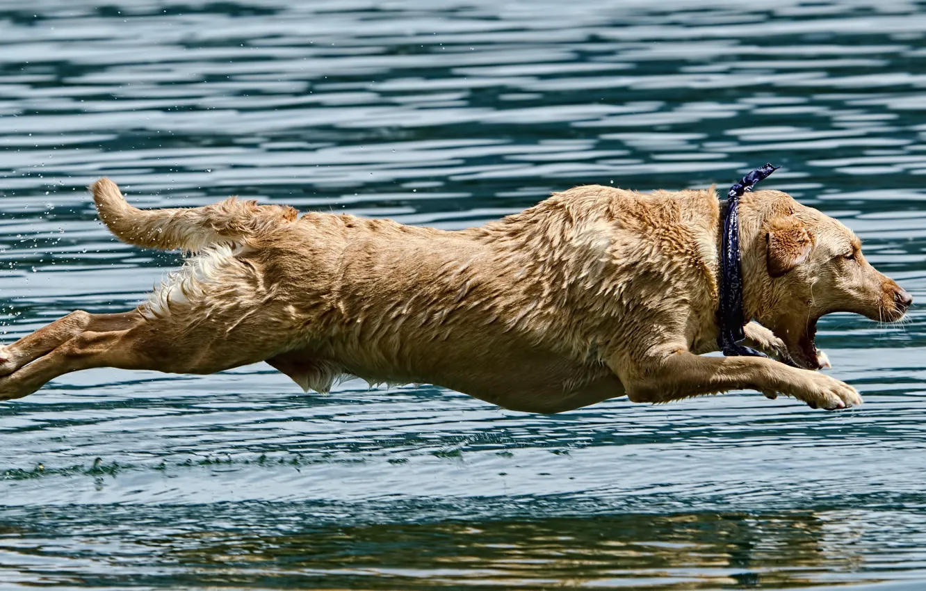 Фото обои вода, прыжок, собака