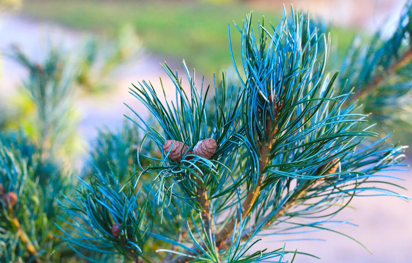 Фото обои pine, twig, cone