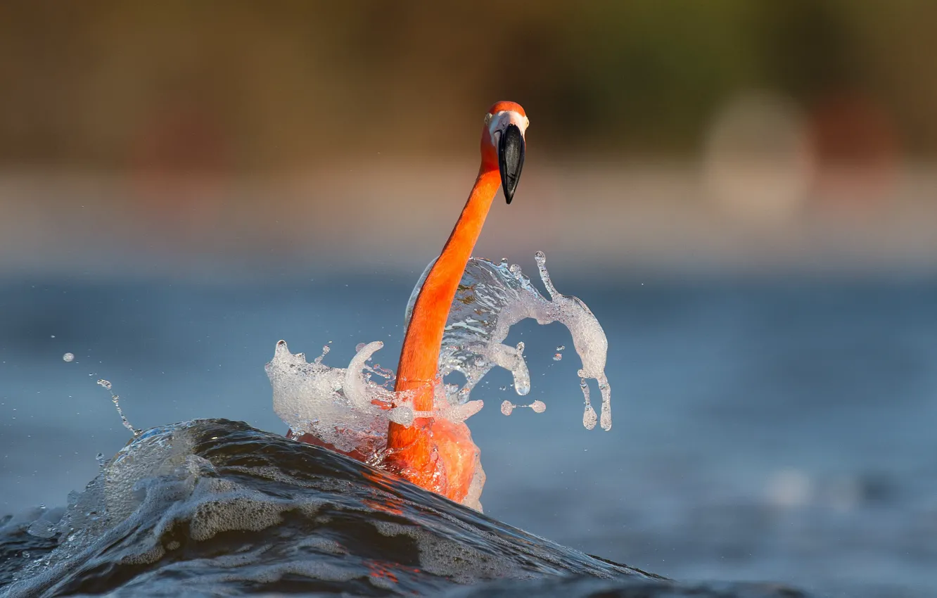 Фото обои sea, splash, wave, wildlife, flamingo