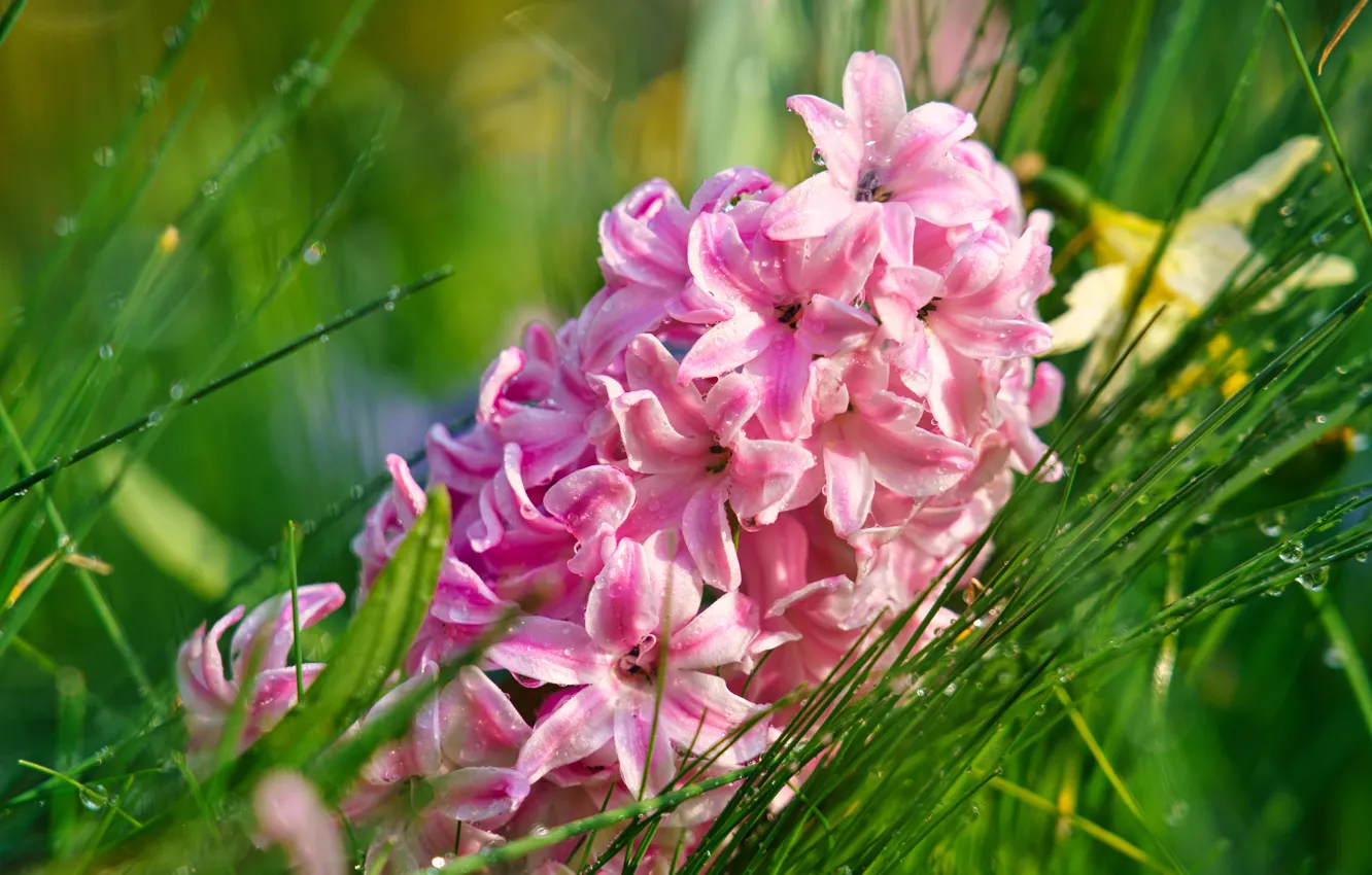 Фото обои трава, капли, макро, розовый, Гиацинт