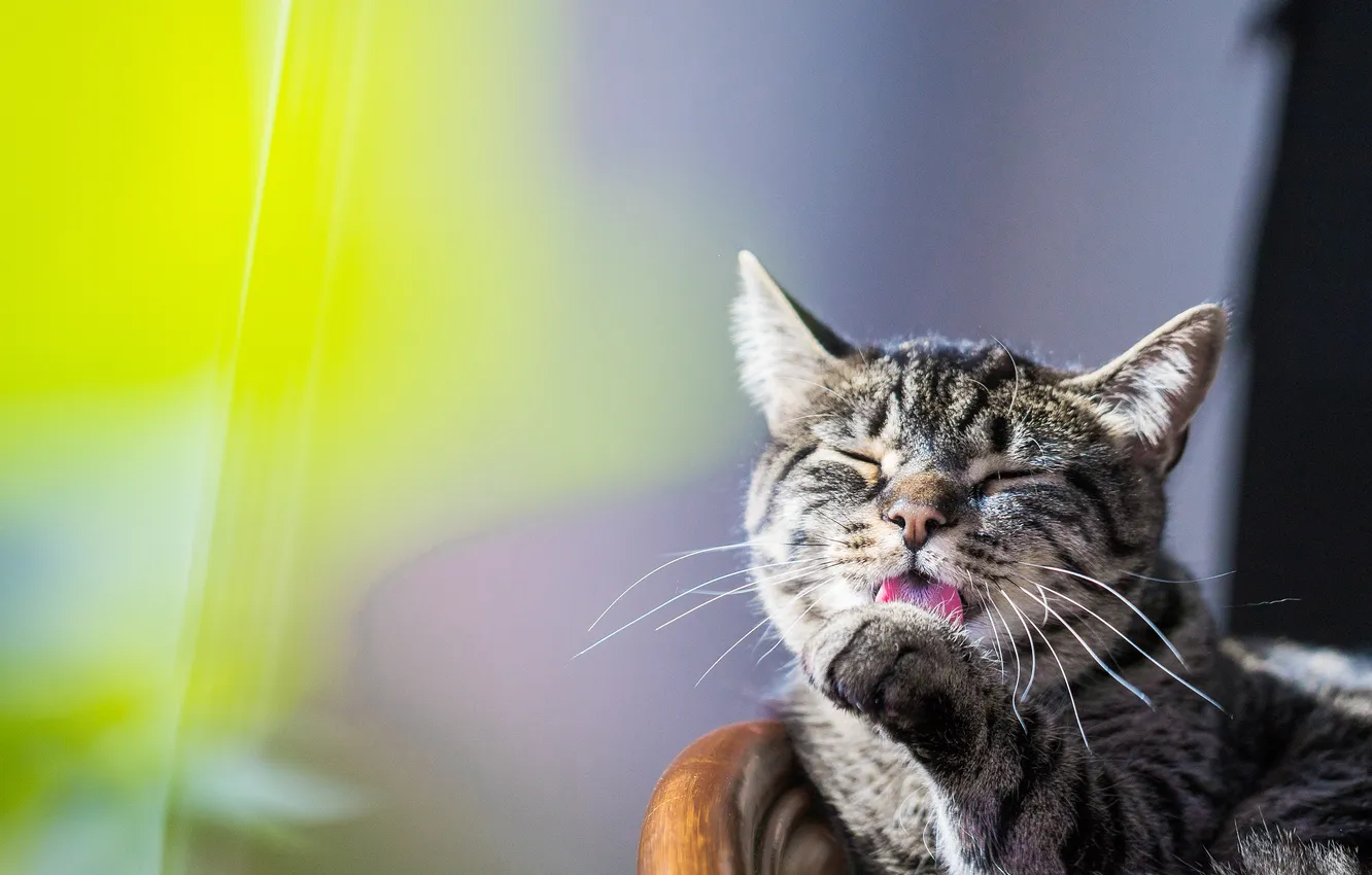 Фото обои кошка, кот, поза, мордашка