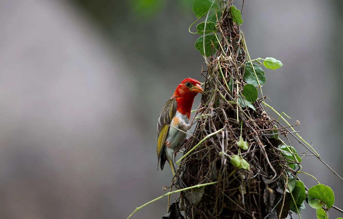 Фото обои природа, птица, Краснокрылый малимбус