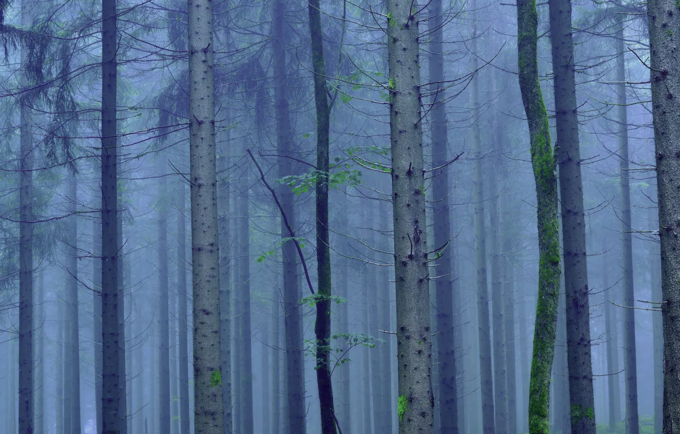Фото обои лес, деревья, туман, ствол