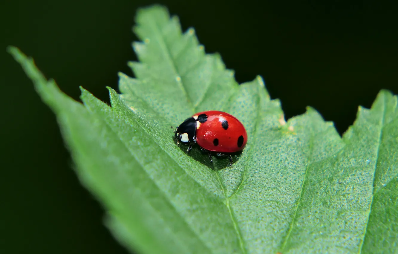 Фото обои макро, жук, насекомое