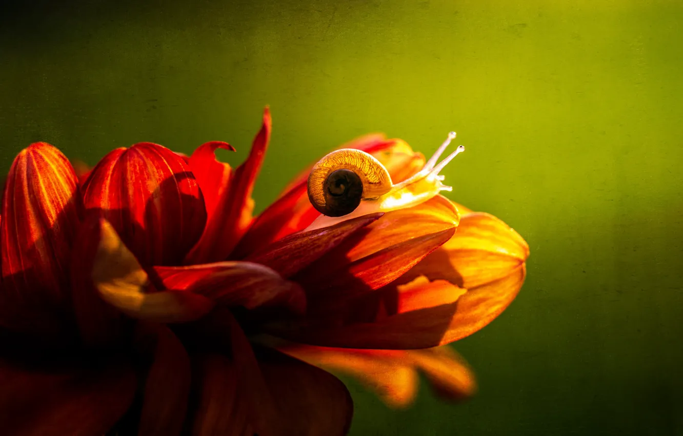Фото обои цветок, макро, свет, красный, улитка, лепестки, раковина, ракушка