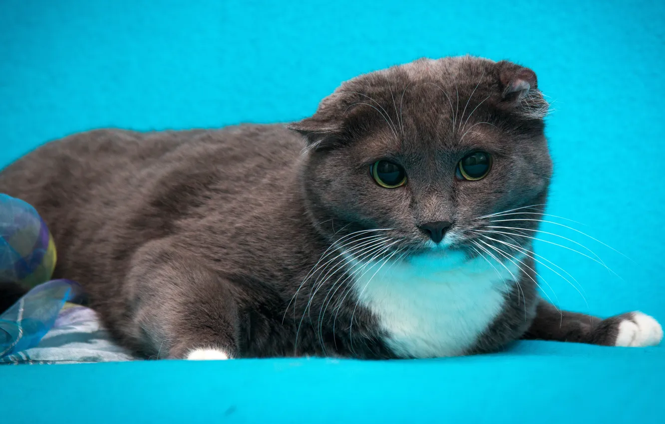 Фото обои кошка, кот, серый, голубой фон, шотландский вислоухий, обои от lolita777