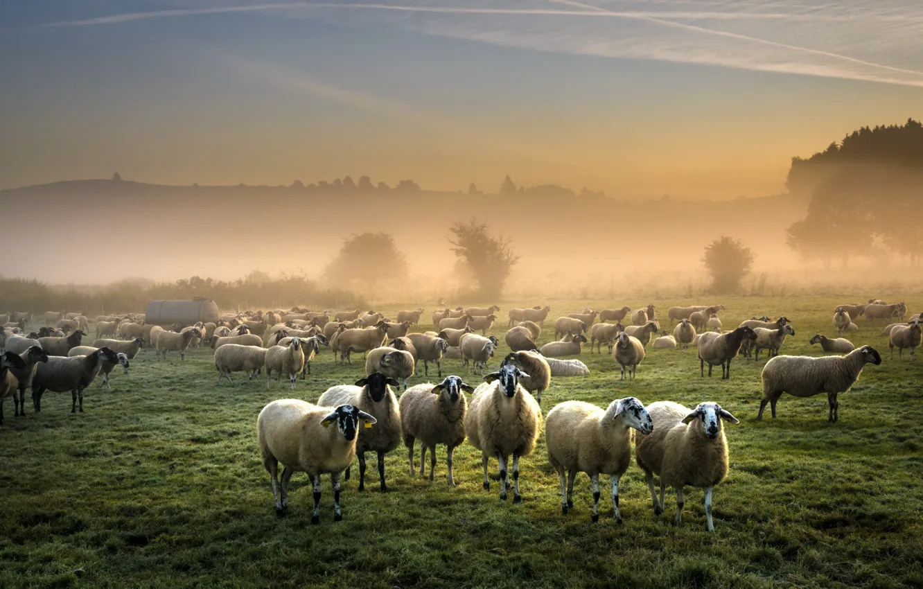 Фото обои поле, туман, овцы