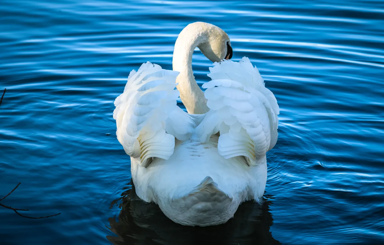 Фото обои белый, вода, озеро, пруд, птица, крылья, рябь, перья