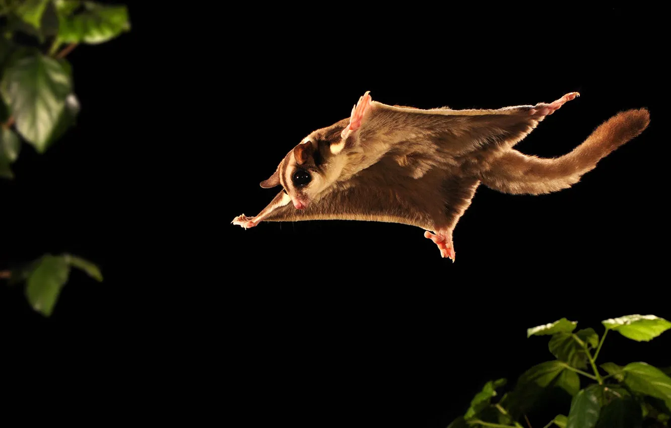 Фото обои млекопитающее, сумчатое, сахарная сумчатая летяга, сахарный летающий поссум, карликовая сумчатая летяга, короткоголовая летающая белка