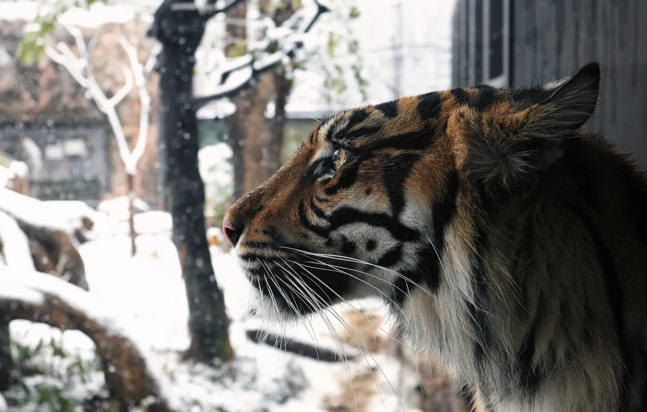 Фото обои зима, морда, снег, тигр, хищник, профиль, мех, дикая кошка
