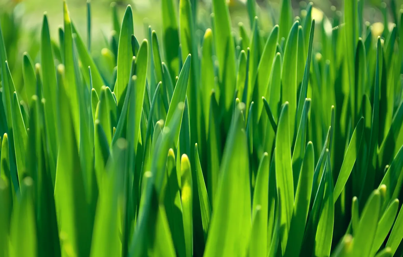 Фото обои зелень, трава, солнечно