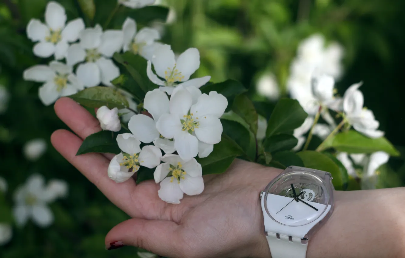 Фото обои нежность, часы, руки, яблоня