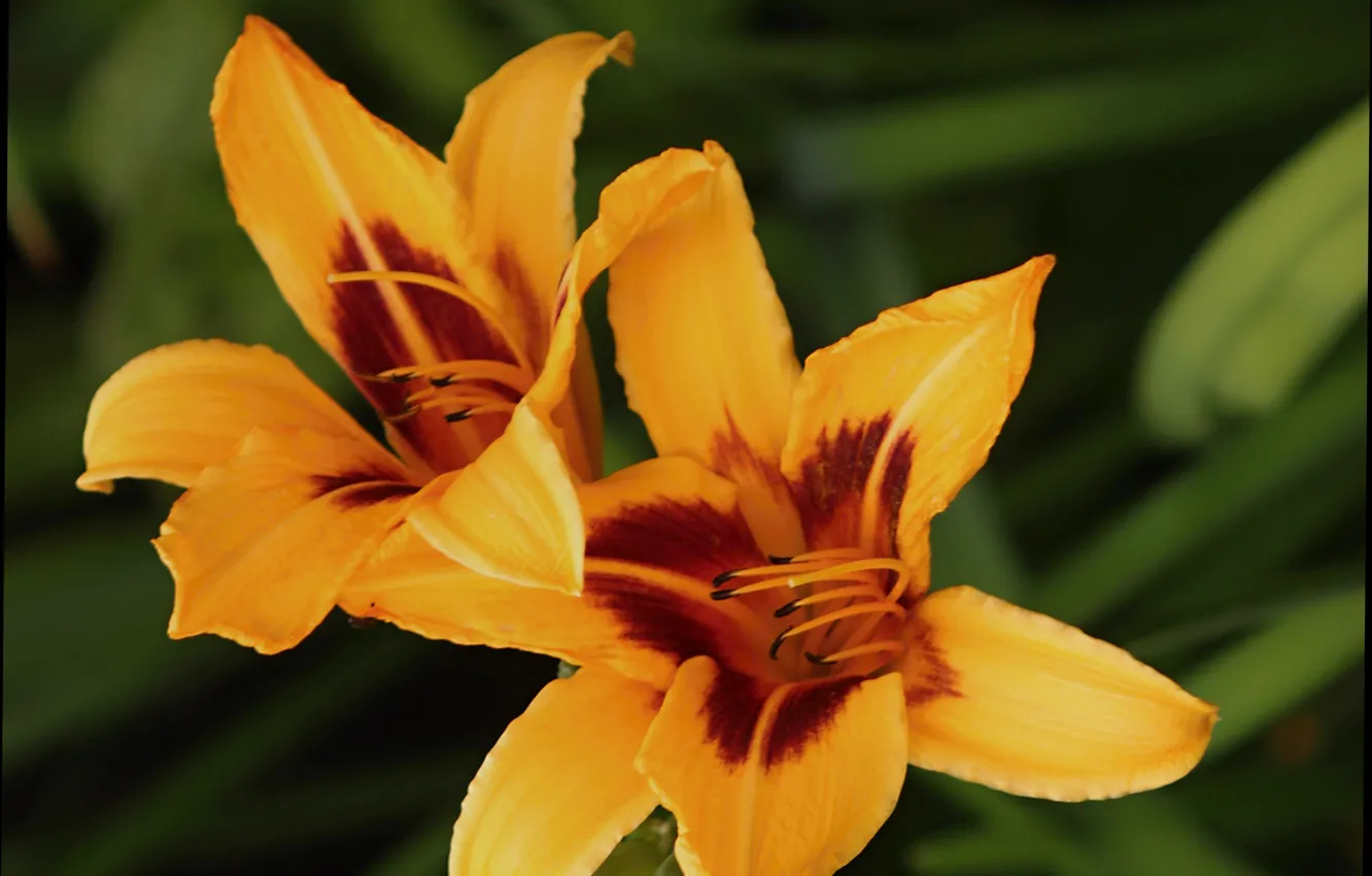 Фото обои Боке, Yellow lily, Жёлтые лилии