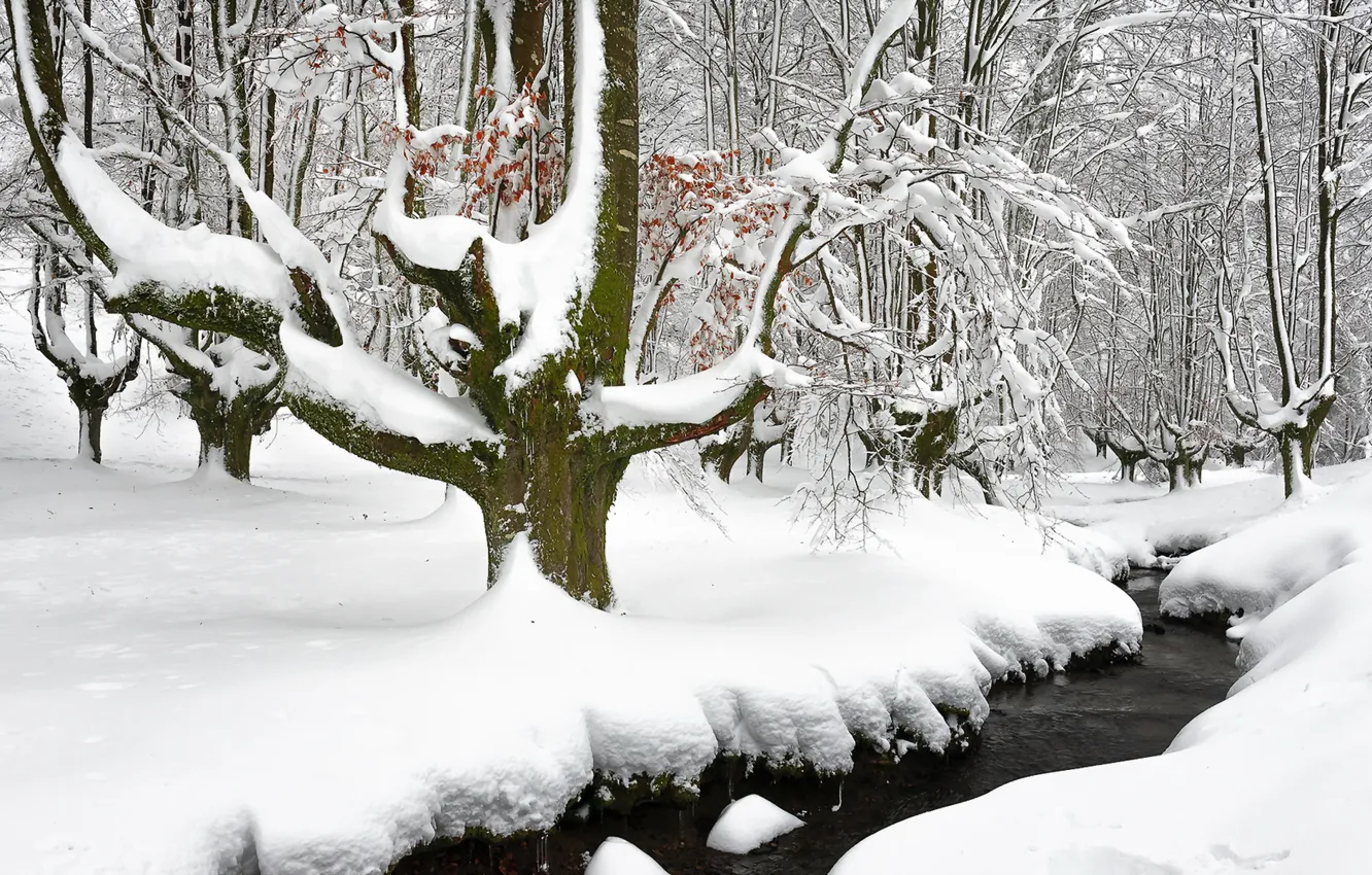 Фото обои зима, лес, снег, природа, река
