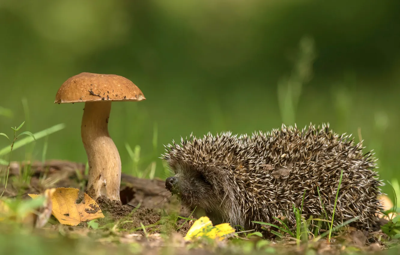 Фото обои природа, гриб, ёжик, Андрей Киселёв