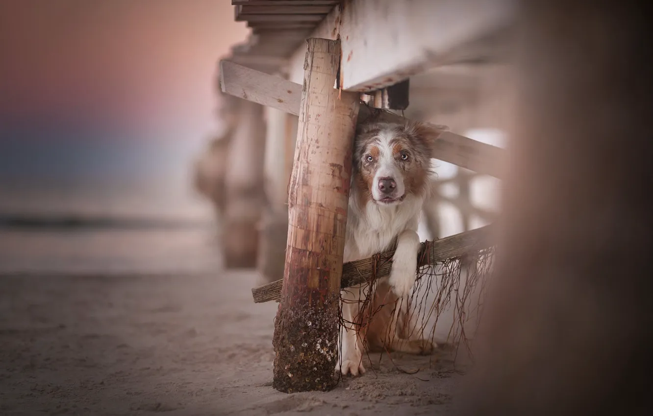 Фото обои песок, взгляд, боке, Австралийская овчарка, Аусси