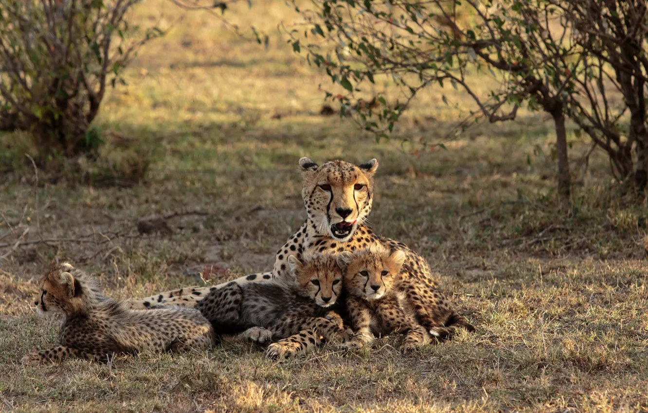 Фото обои Kenia, Maasai Mara, Cheetah with cubs