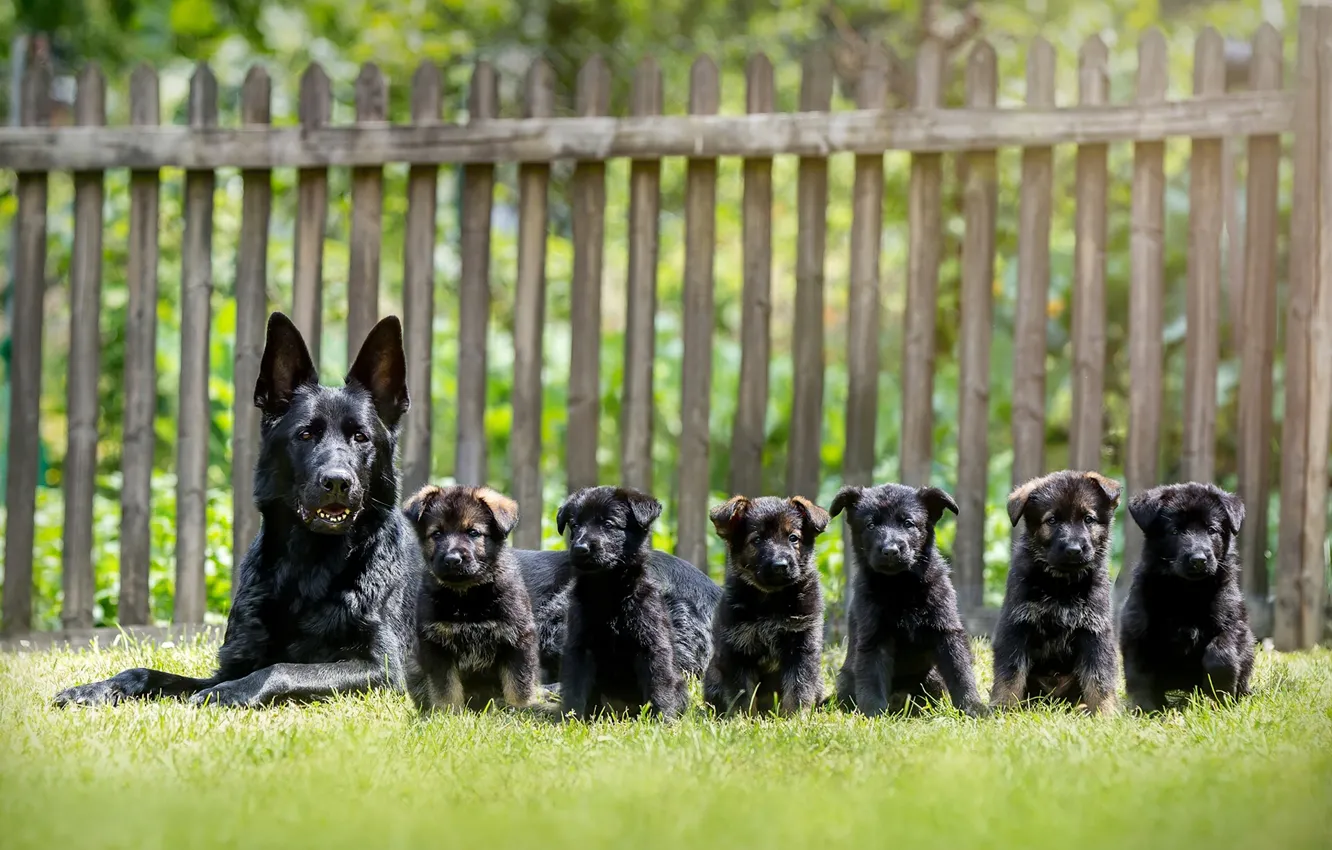 Фото обои собаки, щенки, овчарки, Немецкая овчарка