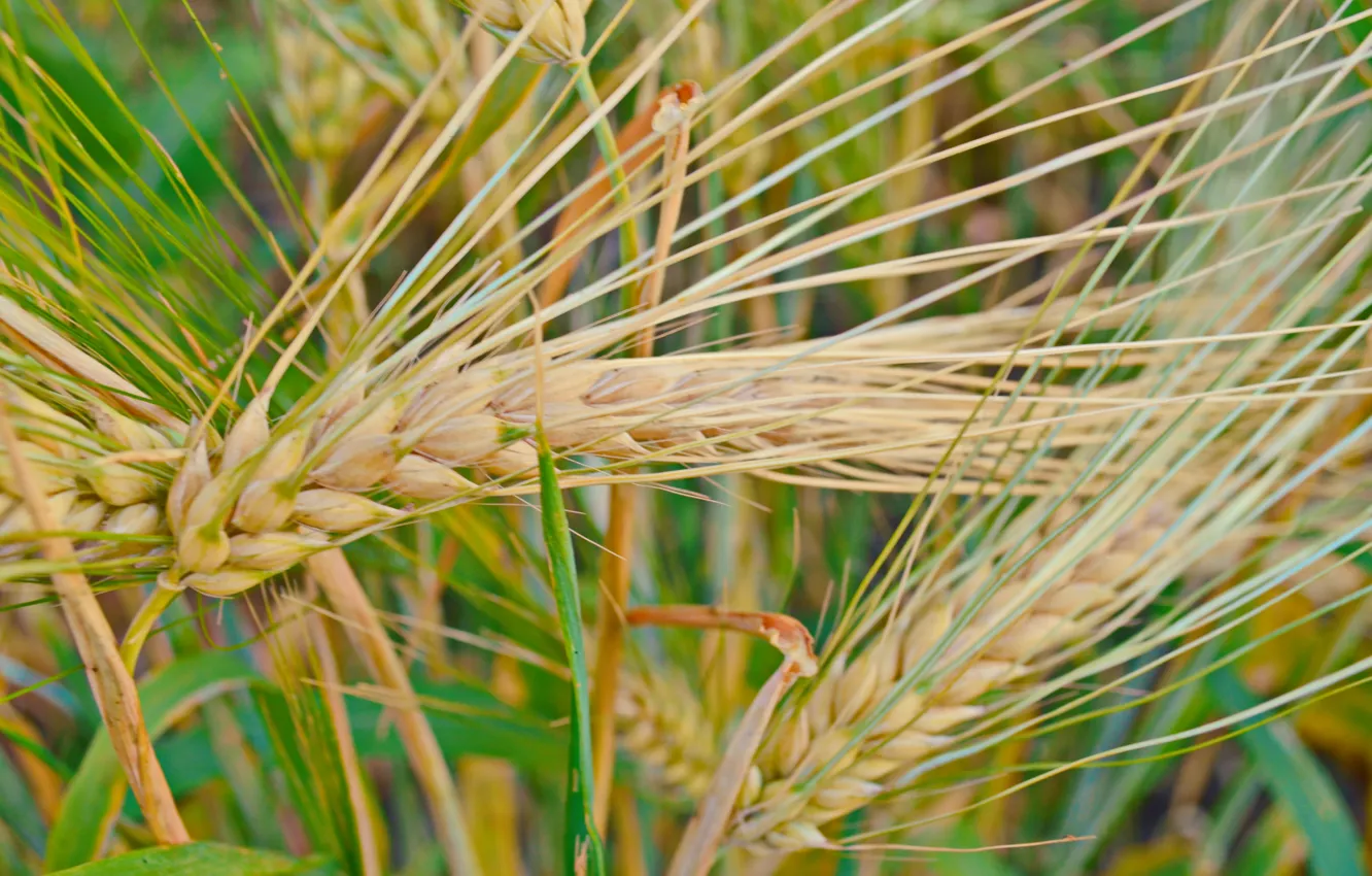 Фото обои природа, растение, колосья