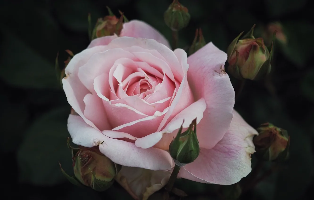 Фото обои цветок, темный фон, розовая, роза, бутон