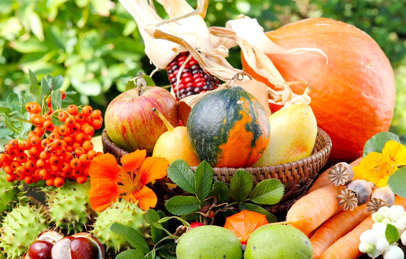 Фото обои зелень, осень, цветы, природа, яблоки, мак, кукуруза, тыква