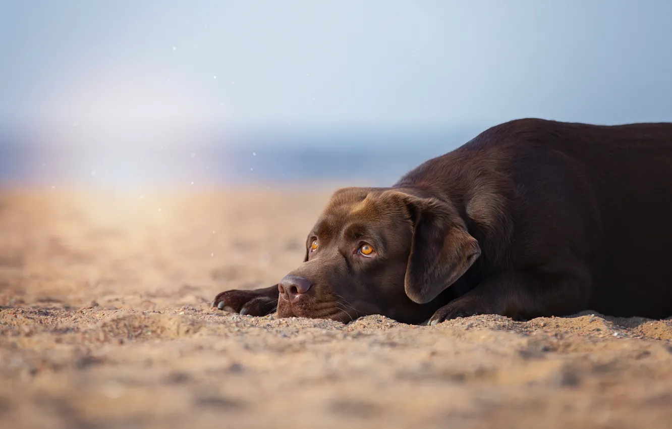Фото обои песок, животное, собака, пёс, Anna Oris