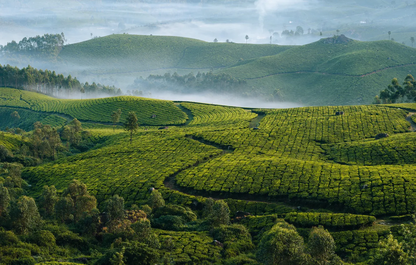Фото обои panorama, tea, plantation, india, kerala, estate, assam, munnar
