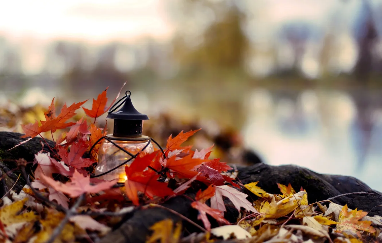 Фото обои осень, листья, ветки, природа, свеча, желтые, фонарь, бордовые