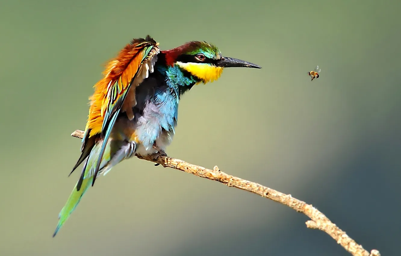 Фото обои природа, муха, птица, цвет, клюв, охота