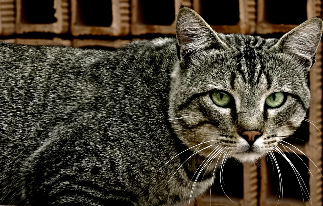 Фото обои look, colorful coat, cat whiskers
