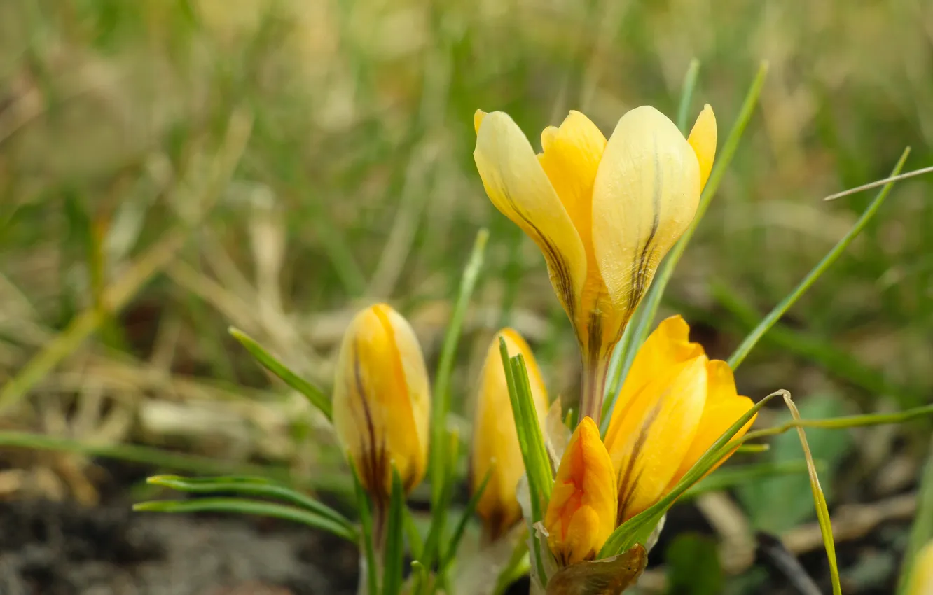 Фото обои flower, yellow, spring, crocus