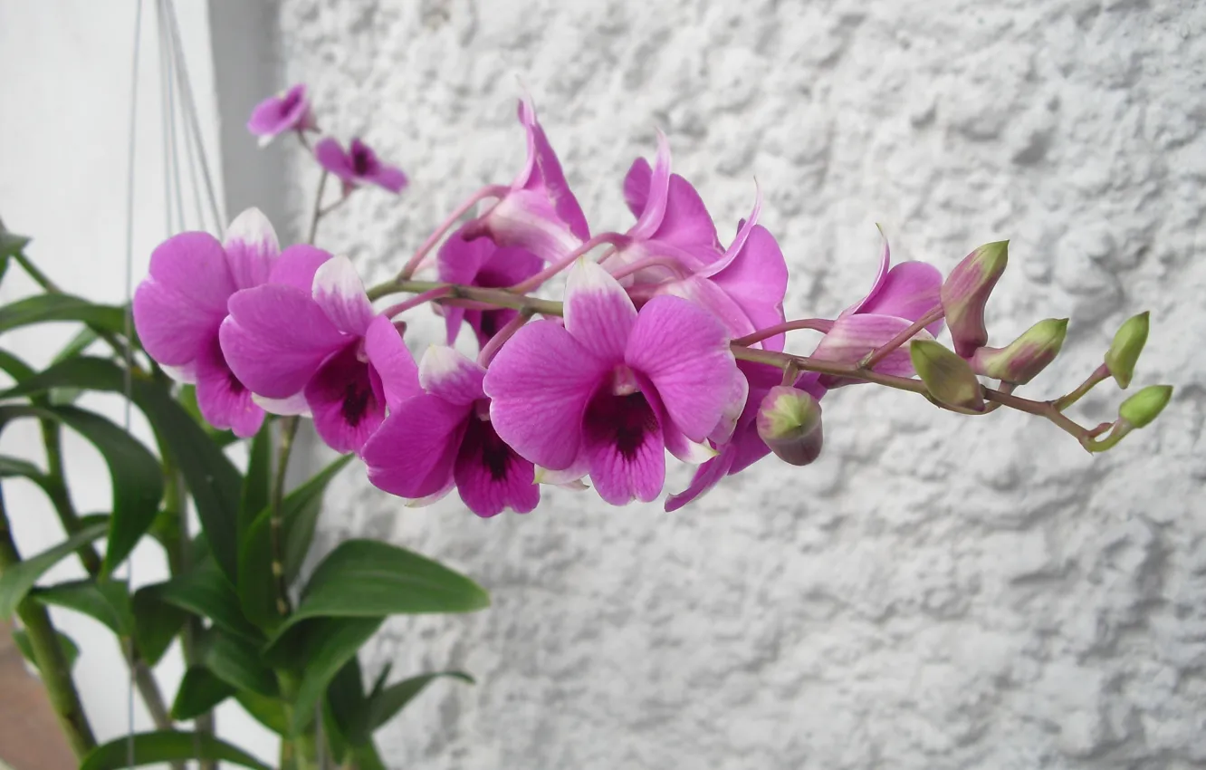 Фото обои Thailand, Orchid, Dendrobium