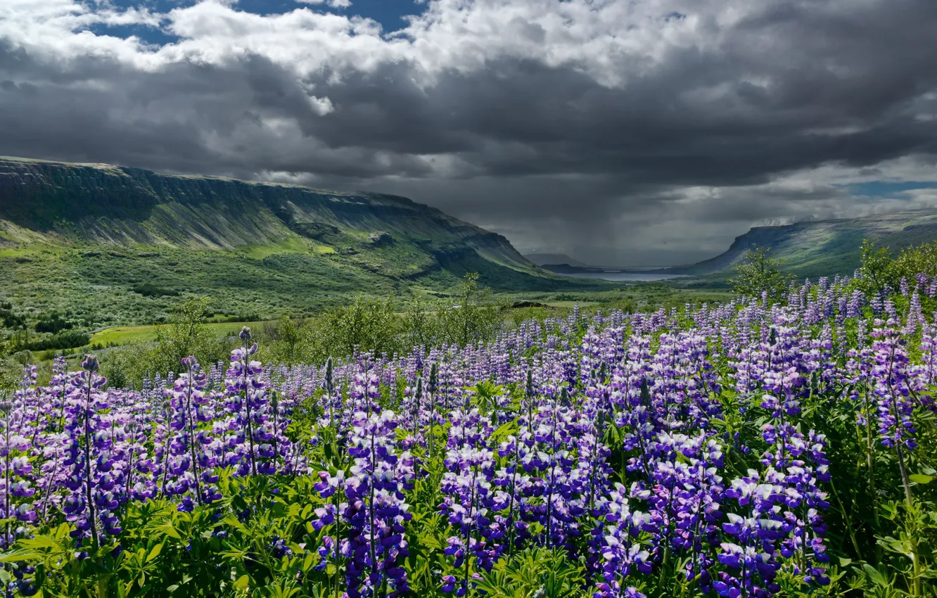 Фото обои лето, небо, облака, цветы, горы, тучи, долина, Исландия