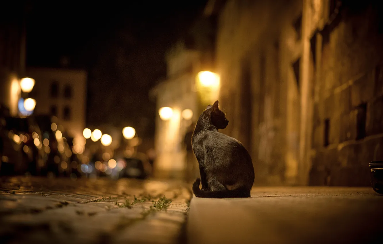 Фото обои дорога, кошка, кот, ночь, город, огни, улица, брусчатка