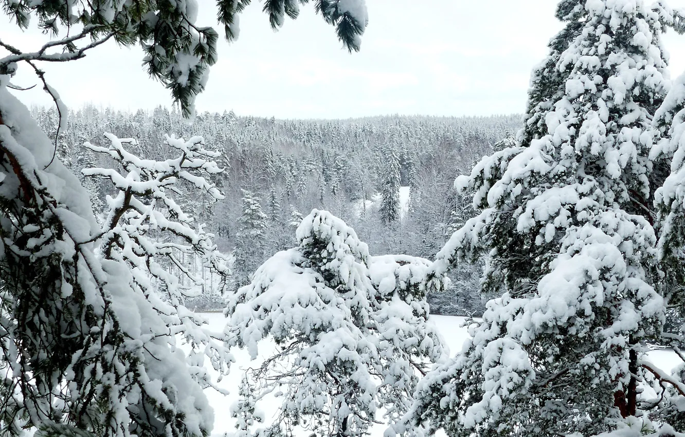 Фото обои лес, снег, деревья, Финляндия, Uusimaa, Espoo, Nuuksio national park, Tockskog