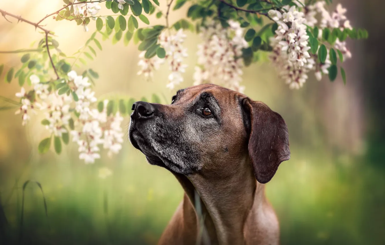 Фото обои морда, ветки, портрет, собака, цветки, боке, акация, Родезийский риджбек