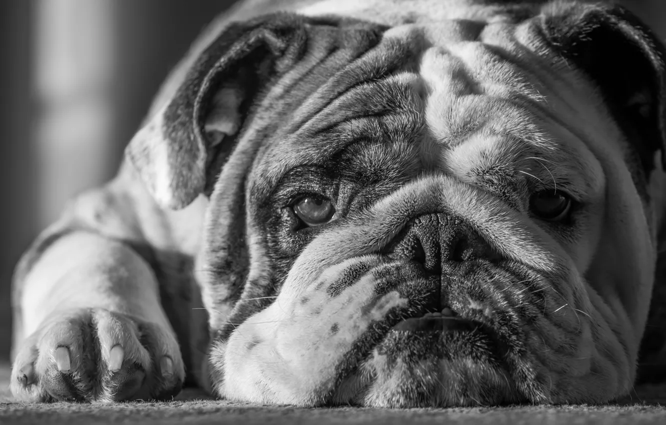 Фото обои друг, собака, бульдог, dog, friend, bulldog, Mike Melnotte