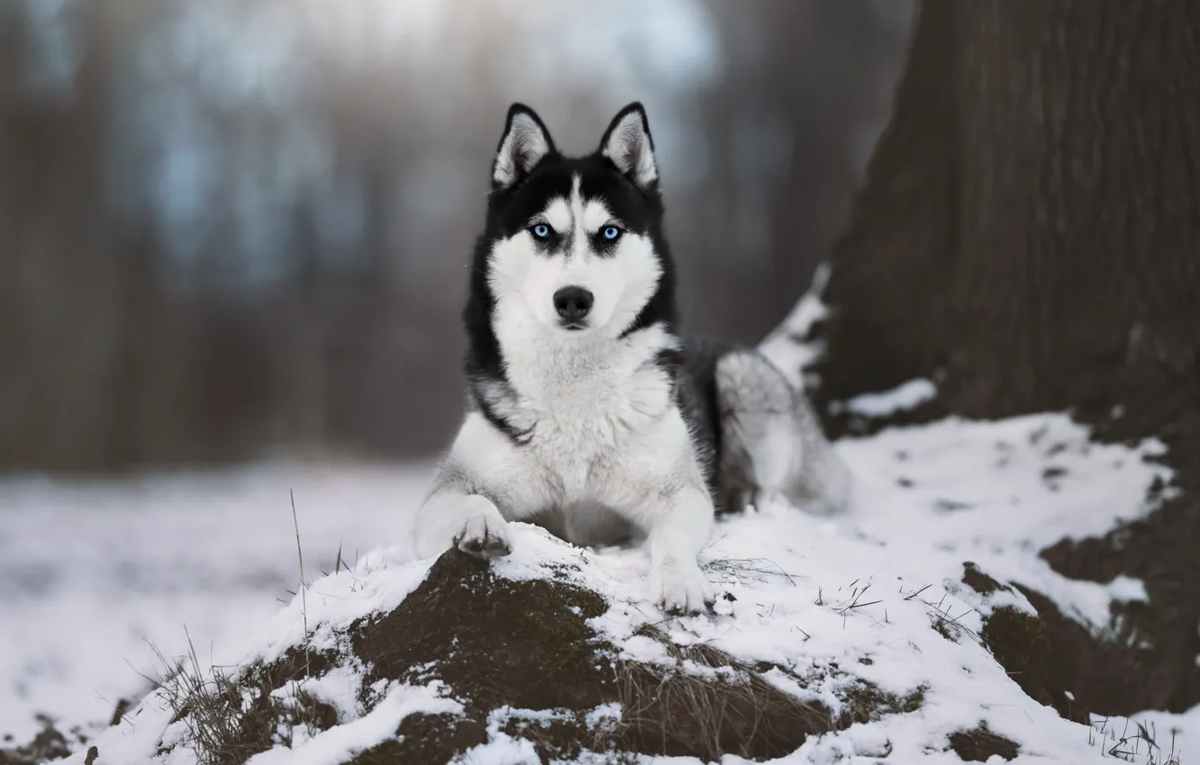 Фото обои зима, взгляд, морда, снег, природа, дерево, портрет, собака