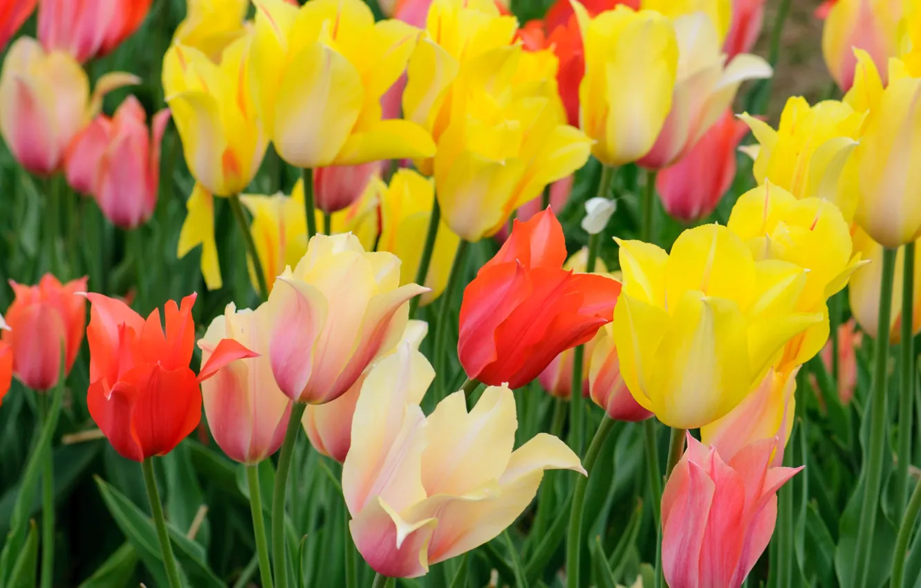 Фото обои краски, весна, лепестки, луг, тюльпаны