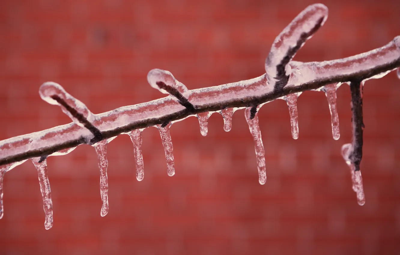 Фото обои ice, winter, branch, icicles