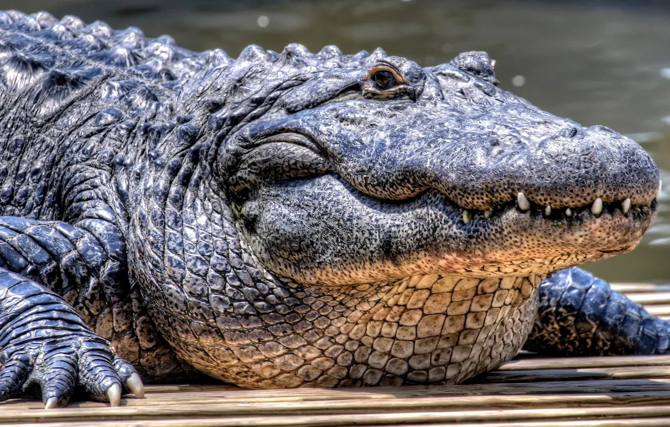 Фото обои зубы, крокодил, рептилия