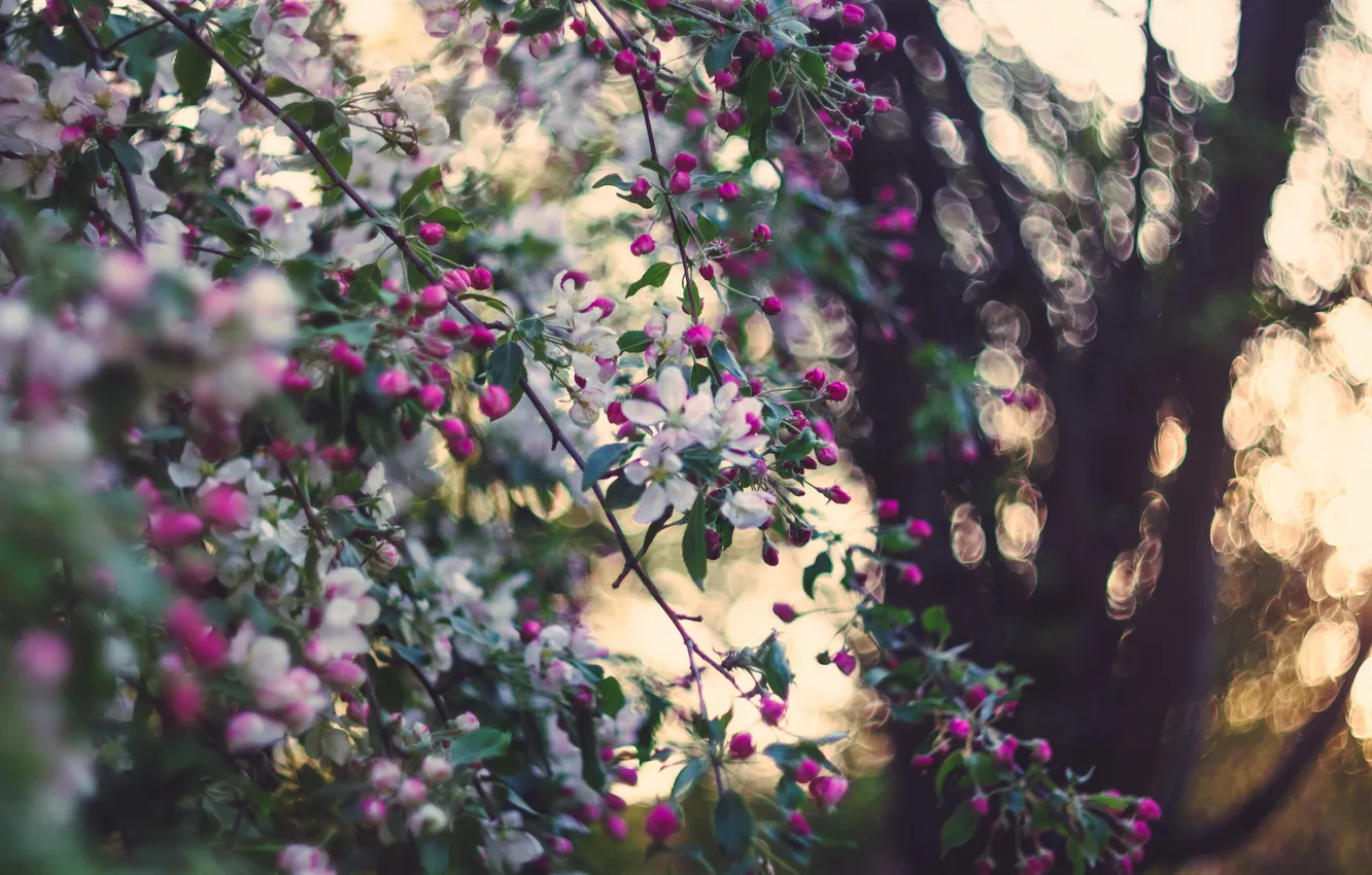 Фото обои природа, сад, яблоня