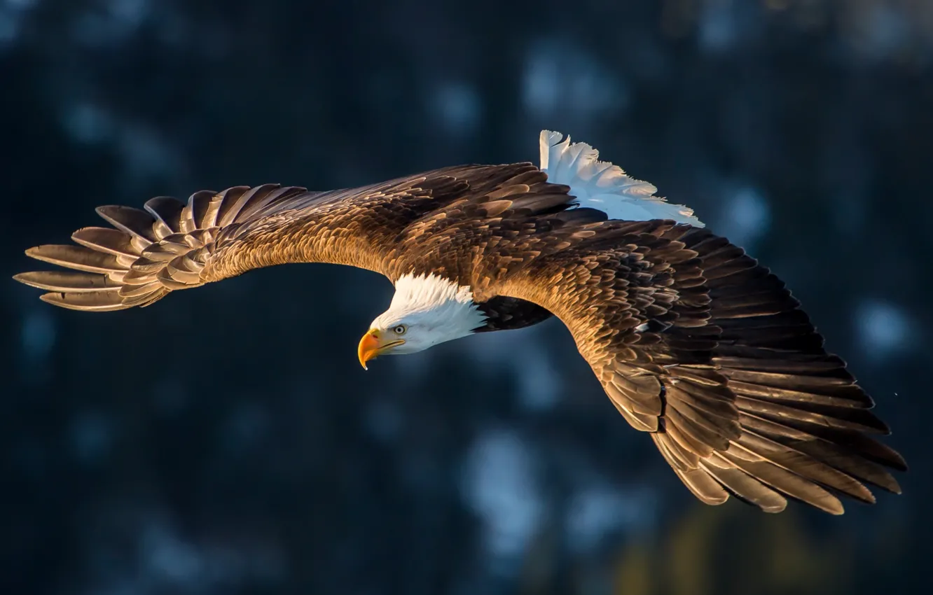 Фото обои flight, feathers, eagle, magestuosity