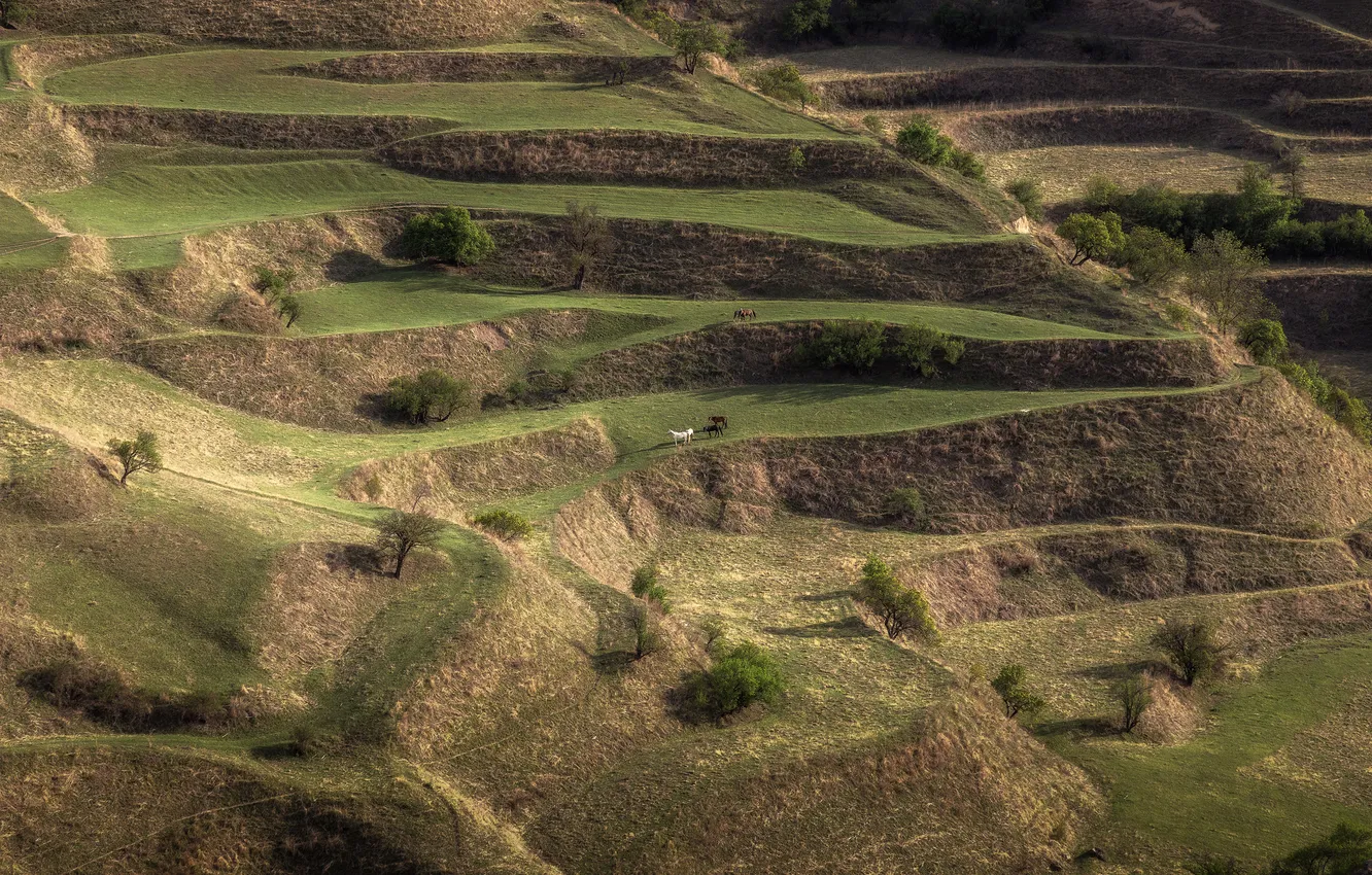 Фото обои grass, horses, hillside, cliffs