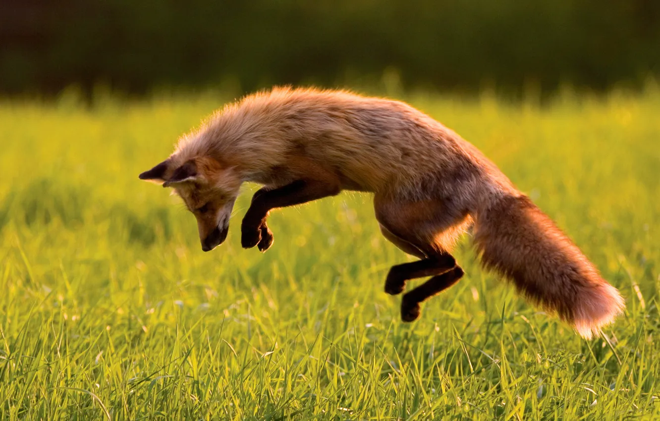 Фото обои прыжок, лиса, охота, лисица