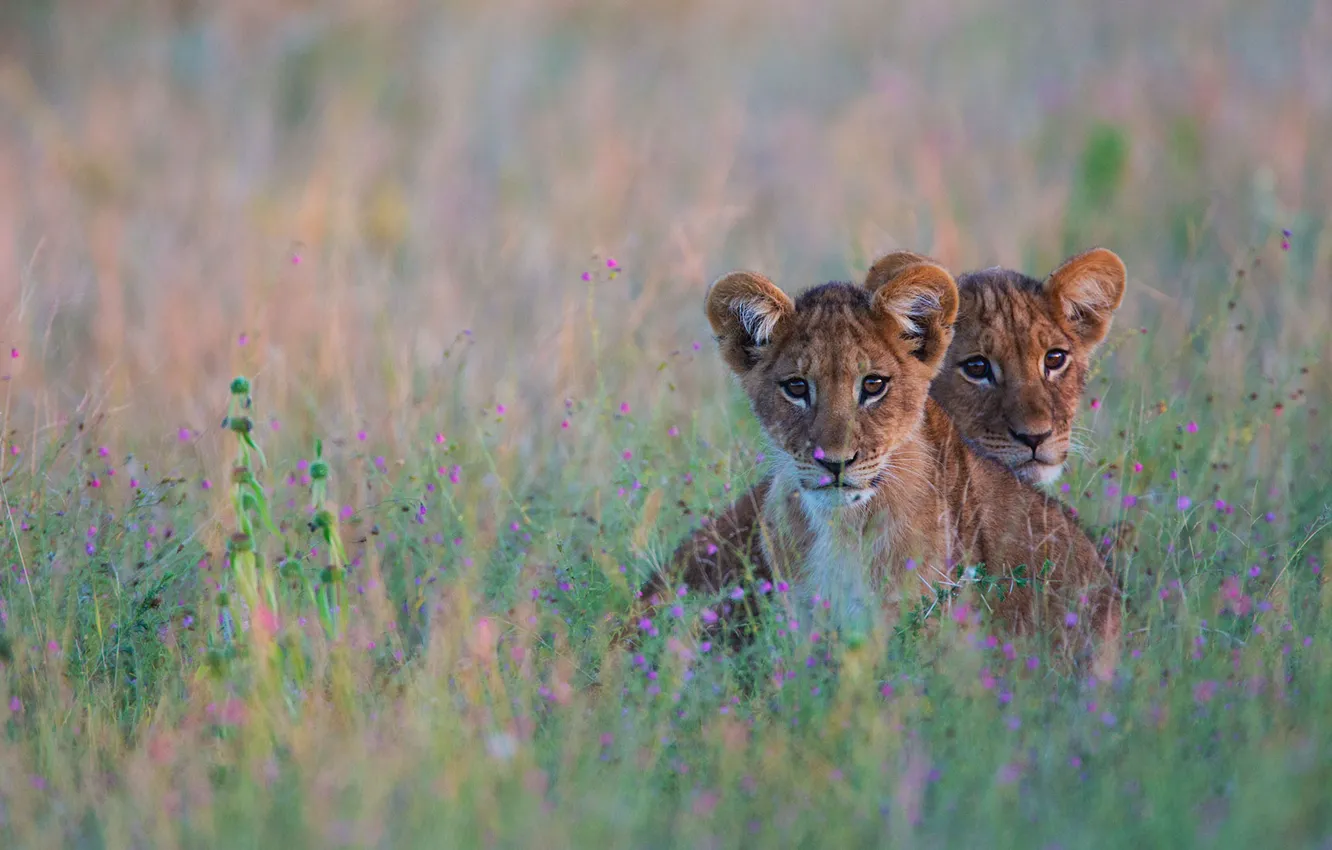 Фото обои кошка, трава, лев, Африка, львята, Ботсвана, пустыня Калахари