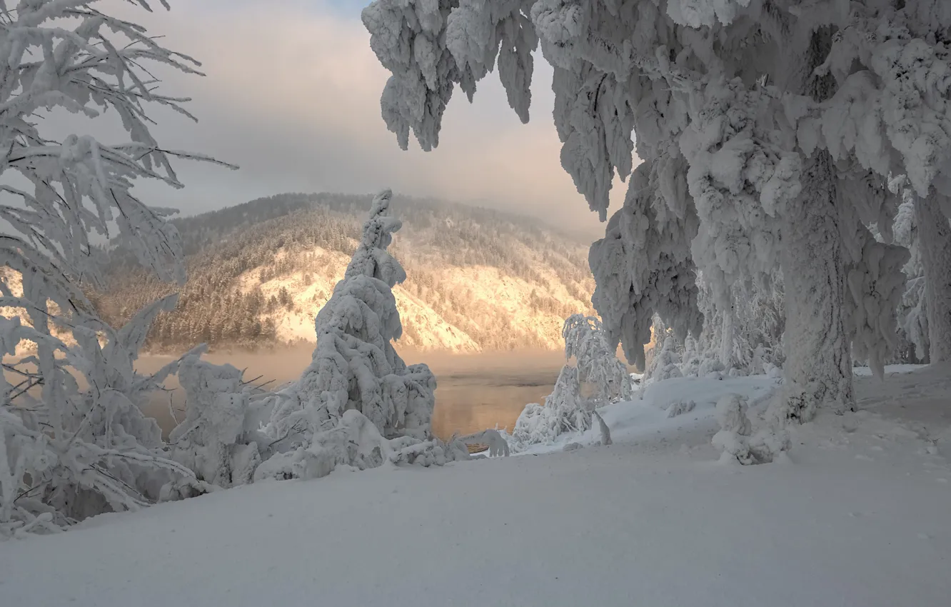 Фото обои зима, снег, деревья, пейзаж, ветки, природа, река, холм