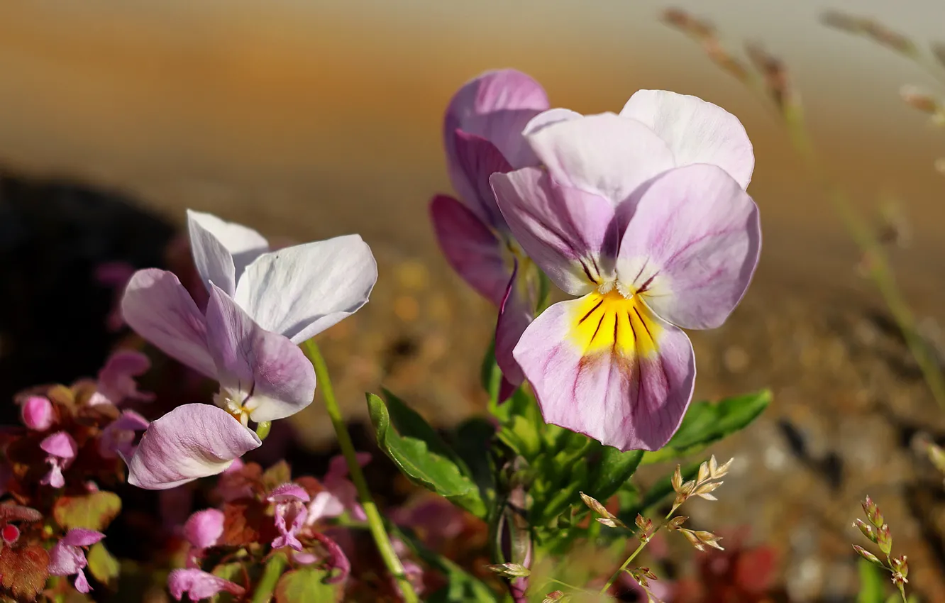 Фото обои цветы, фон, розовые, анютины глазки, полянка, боке, виолы