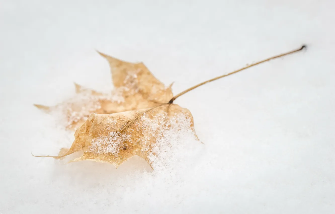 Фото обои осень, макро, снег, лист