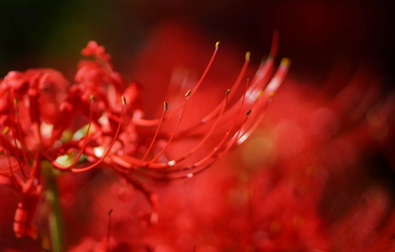 Фото обои цветок, макро, красный, размытость, radiata, Lycoris